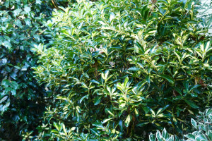 Euonymus japonicus Gold Queen  